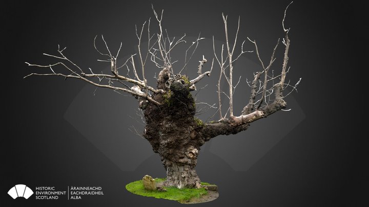 Beauly Elm 3D Model